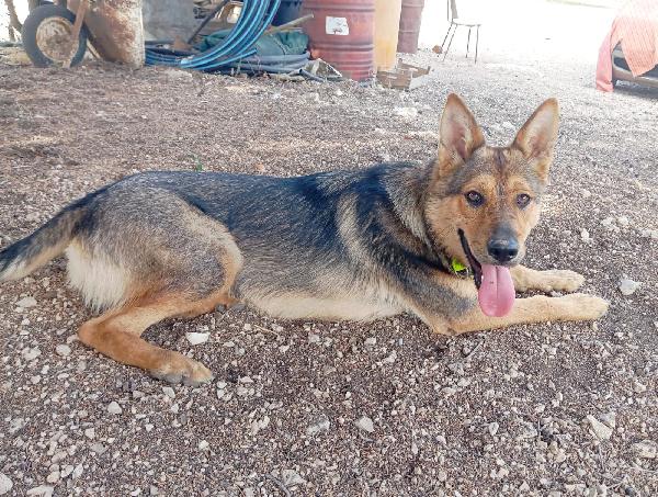 Ninì, Affettuosa, Sicuro Abbandono